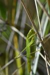Phaneroptera falcata