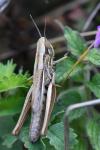 Euchorthippus declivus