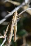 Euchorthippus declivus