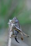 Platycleis albopunctata