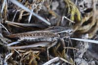 Platycleis albopunctata