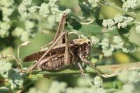 Platycleis albopunctata