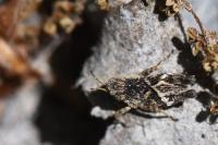 Tetrix undulata
