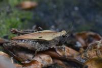 Tetrix undulata