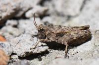 Tetrix undulata