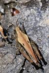 Tetrix undulata