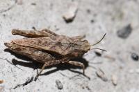 Tetrix undulata