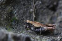 Tetrix undulata