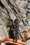 Tetrix undulata