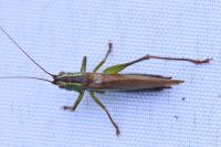 Conocephalus fuscus