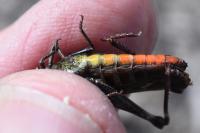 Omocestus rufipes