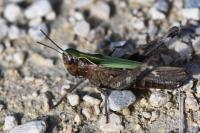 Omocestus rufipes