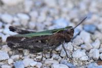 Omocestus rufipes