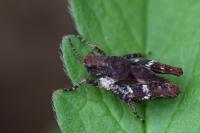 Tetrix undulata