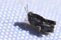 Tetrix undulata