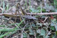 Platycleis albopunctata