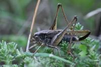 Platycleis albopunctata