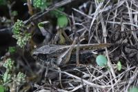 Platycleis albopunctata