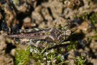Tetrix ceperoi
