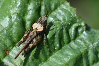 Tetrix ceperoi
