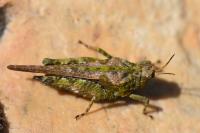 Tetrix ceperoi