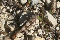 Oedipoda caerulescens
