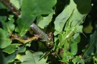 Tettigonia viridissima