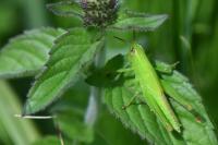 Mecostethus parapleurus