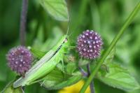 Mecostethus parapleurus