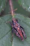Tetrix undulata