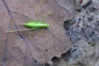 Meconema meridionale