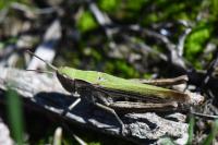 Chorthippus dorsatus