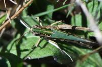 Omocestus rufipes