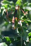 Leptophyes punctatissima