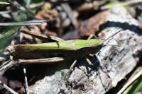 Chorthippus dorsatus