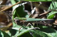 Omocestus rufipes