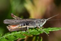 Chorthippus dorsatus