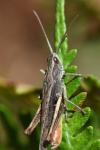Chorthippus dorsatus