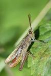 Chorthippus dorsatus