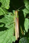 Mecostethus parapleurus