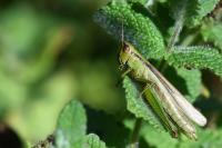 Mecostethus parapleurus