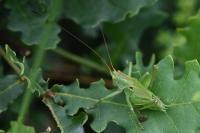 Tettigonia viridissima