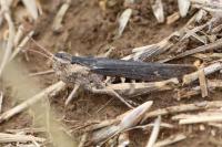 Gomphocerippus biguttulus