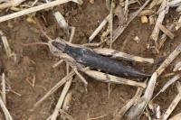 Gomphocerippus biguttulus