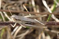 Euchorthippus elegantulus