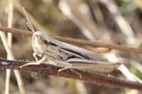 Euchorthippus elegantulus