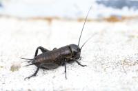 Gryllus campestris