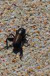 Gryllus campestris