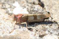 Oedipoda caerulescens