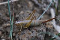 Conocephalus fuscus